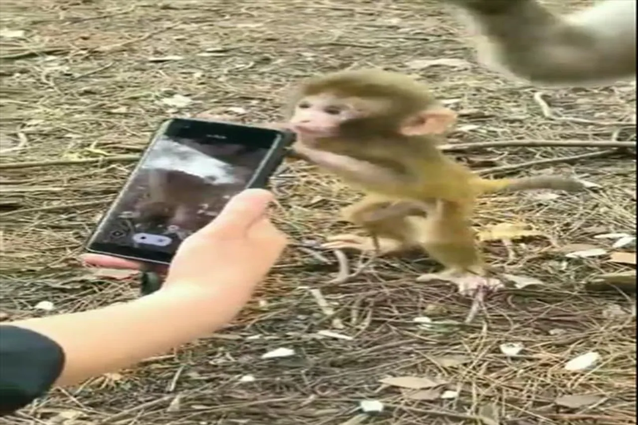 স্মার্টফোন দেখে আনন্দে উৎফুল্ল বাঁদরছানা