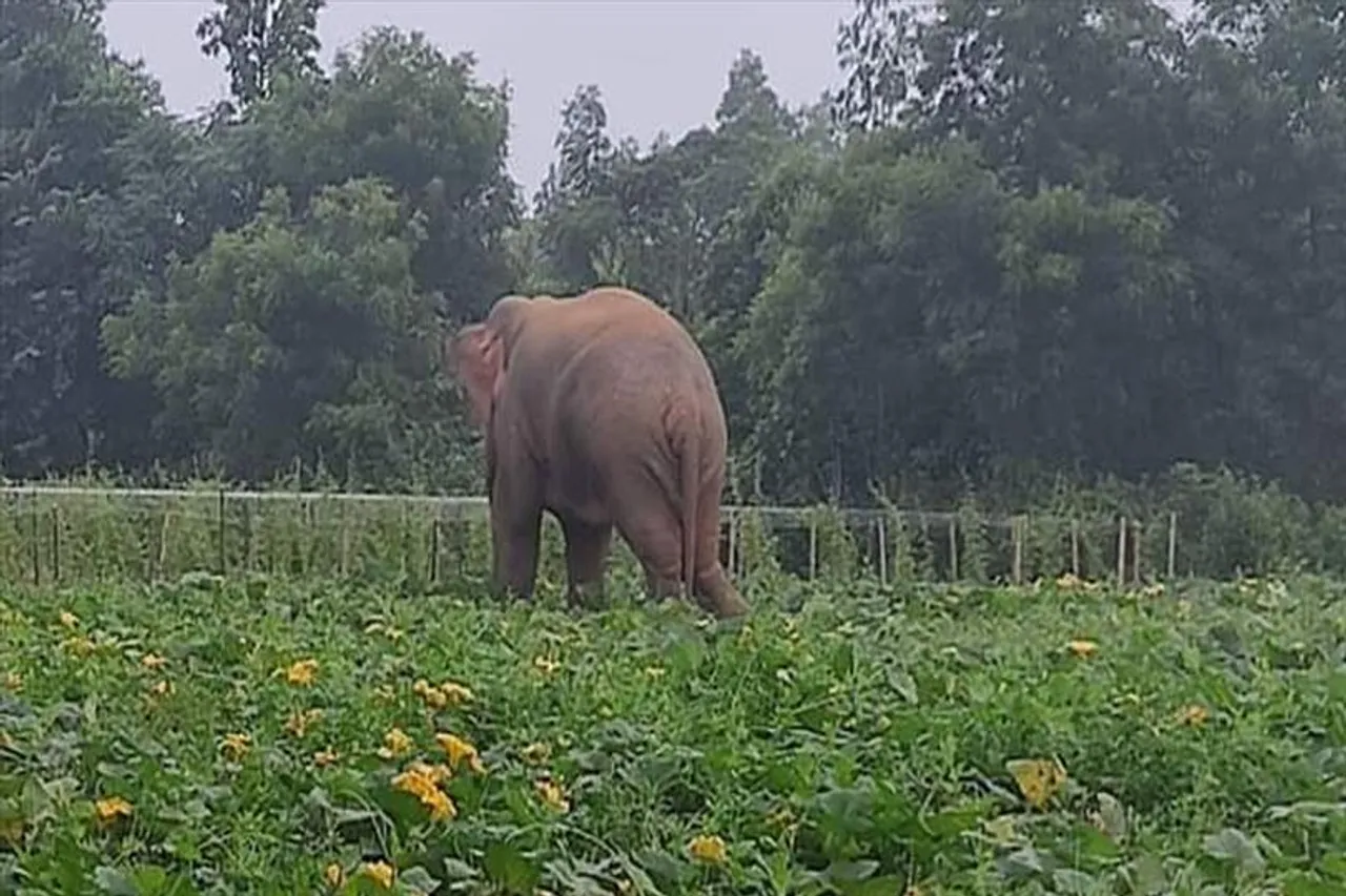 হাতির হানায় জখম এক মহিলা