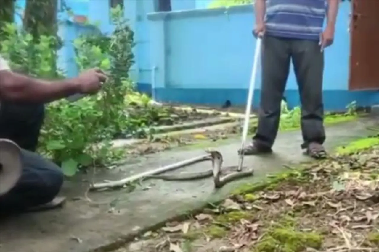 হাসপাতাল থেকে উদ্ধার বিষধর সাপ