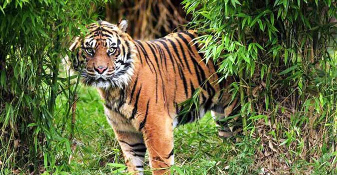 এবার বাঘের আতঙ্কে কাঁটা পাথরপ্রতিমা