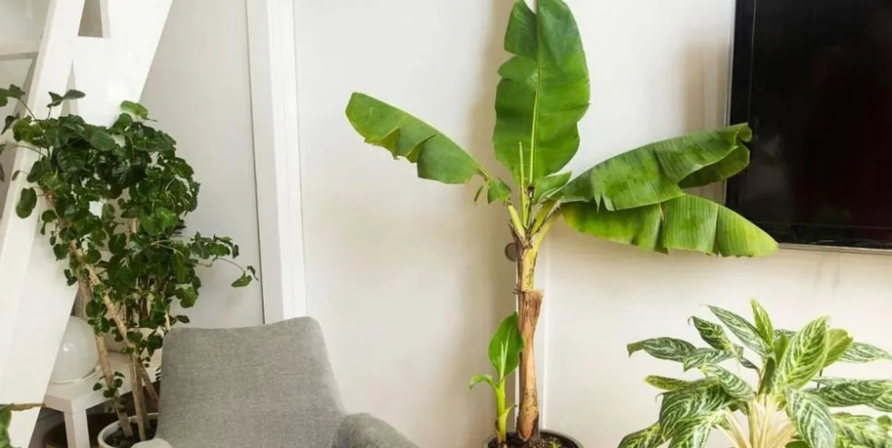 বাস্তুমতে, বাড়িতে কলা গাছ লাগানো সৌভাগ্য না দুর্ভাগ্যের!