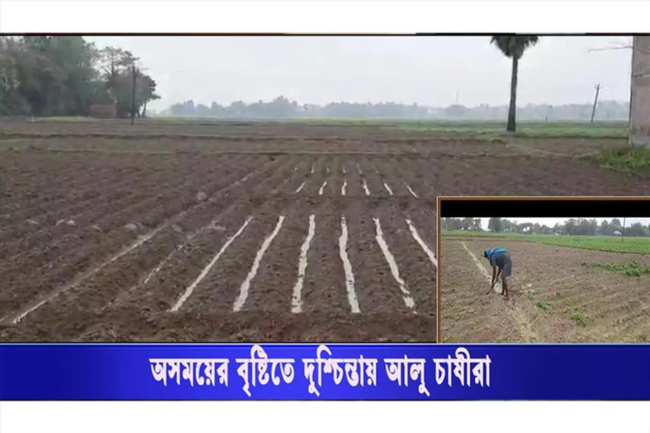 অসময়ের বৃষ্টিতে দুশ্চিন্তায় আলু চাষীরা