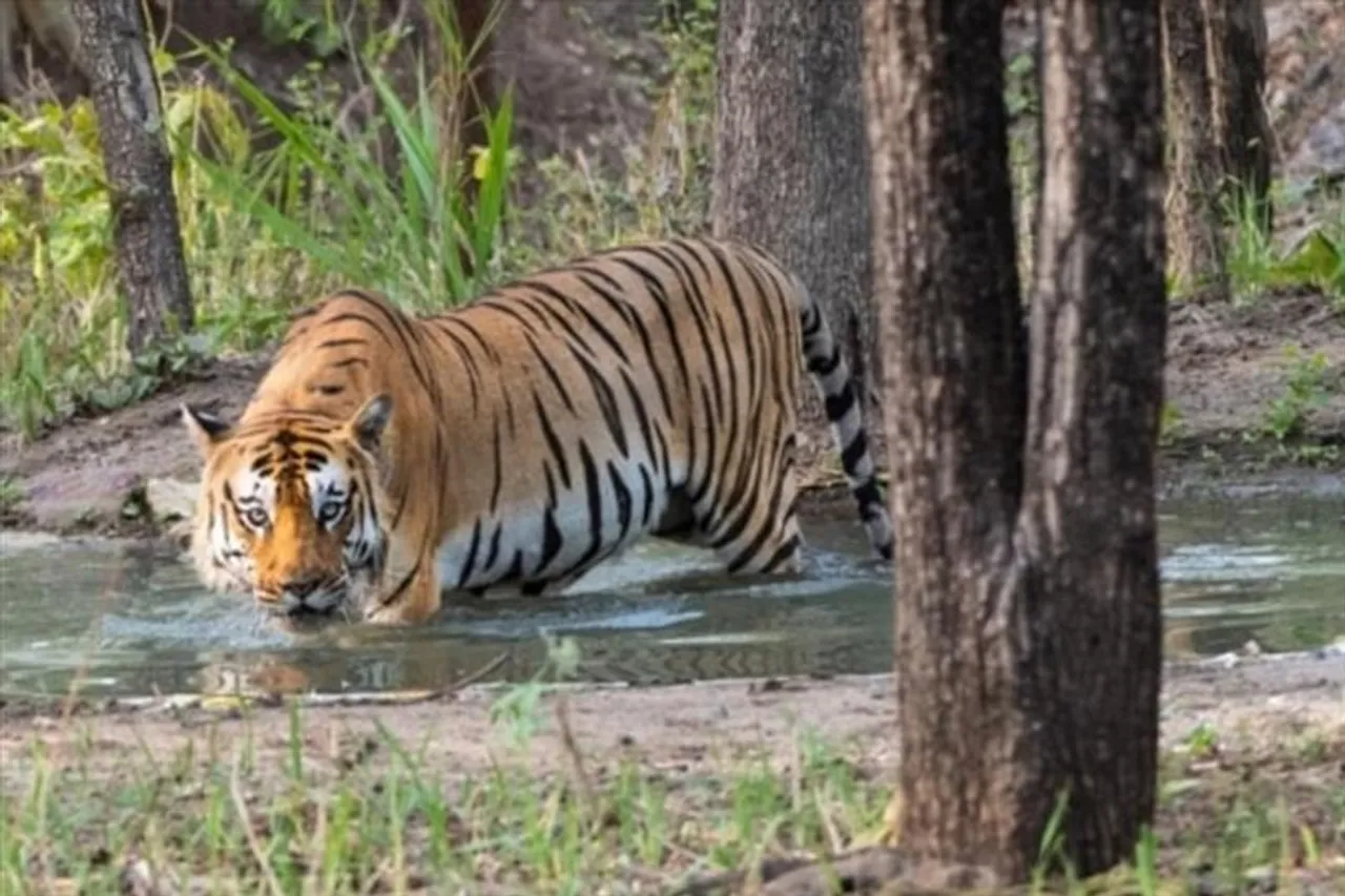 টাইগার সাফারির জন্য অবৈধভাবে কাটা হয়েছে কয়েক হাজার গাছ!