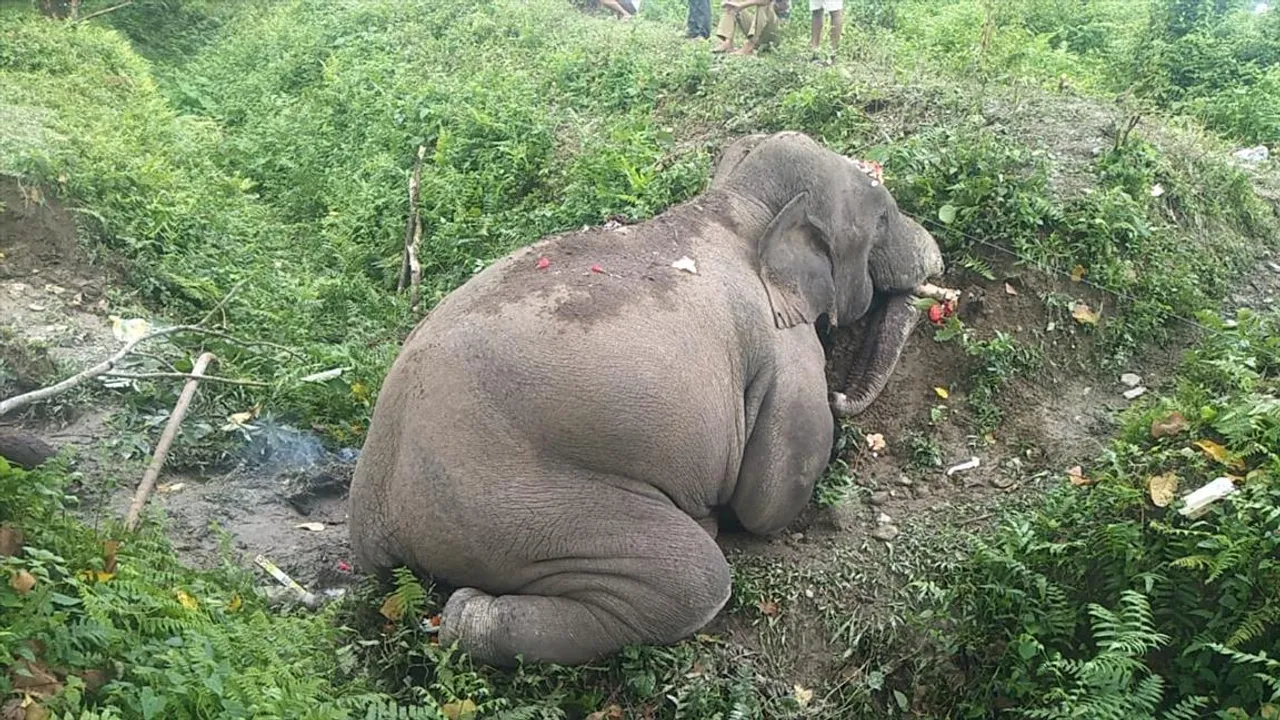 জঙ্গল থেকে উদ্ধার হাতির মৃতদেহ