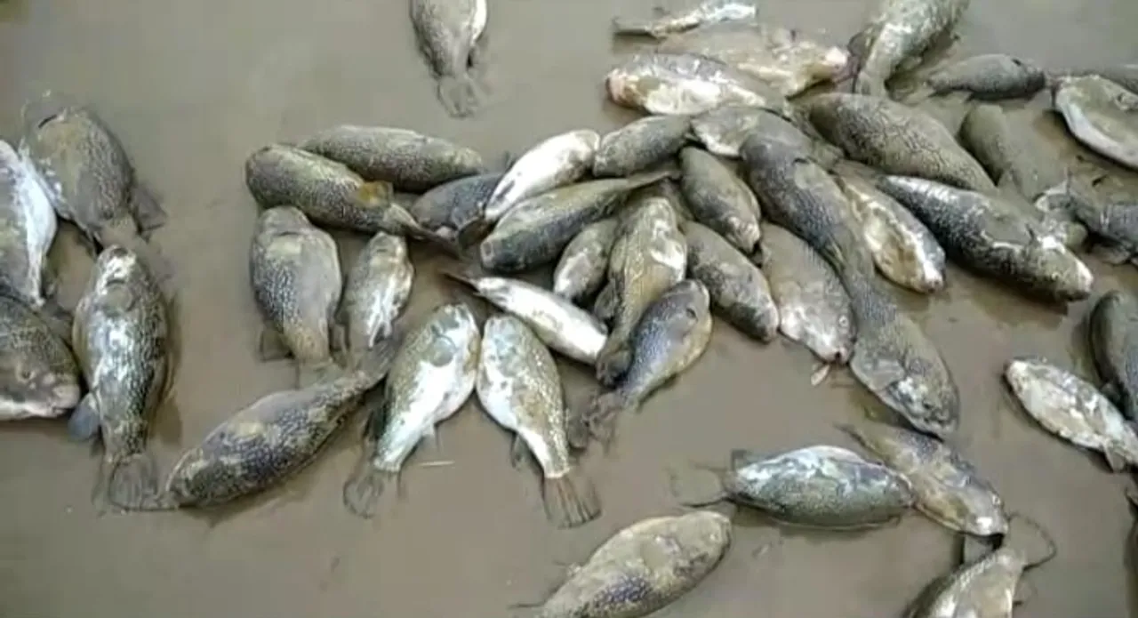 দিঘার সমুদ্রে ভাসছে হাজার হাজার মৃত সামুদ্রিক ব্যাঙ