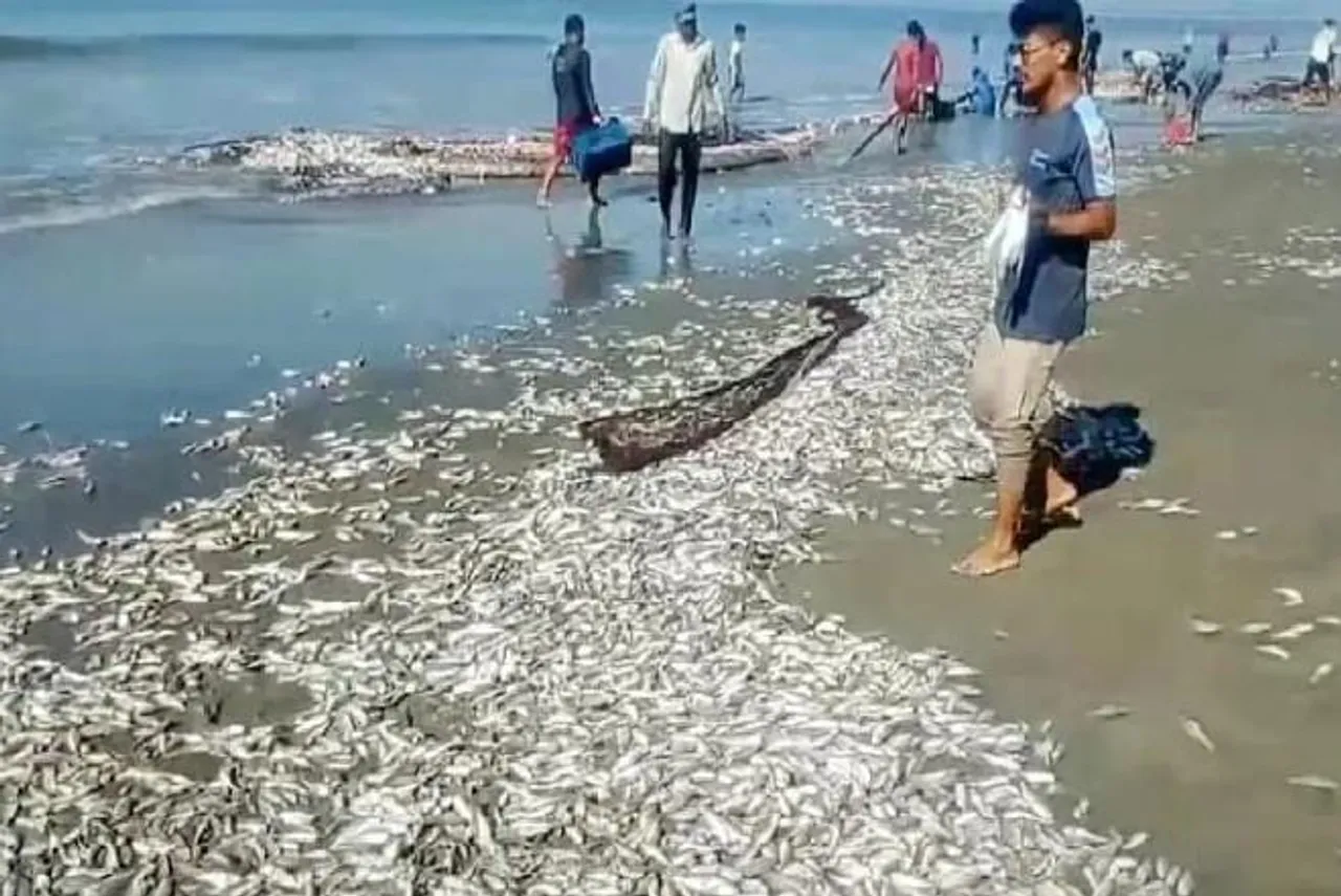 কক্সবাজার সমুদ্র সৈকত জুড়ে শুধু মাছ আর মাছ