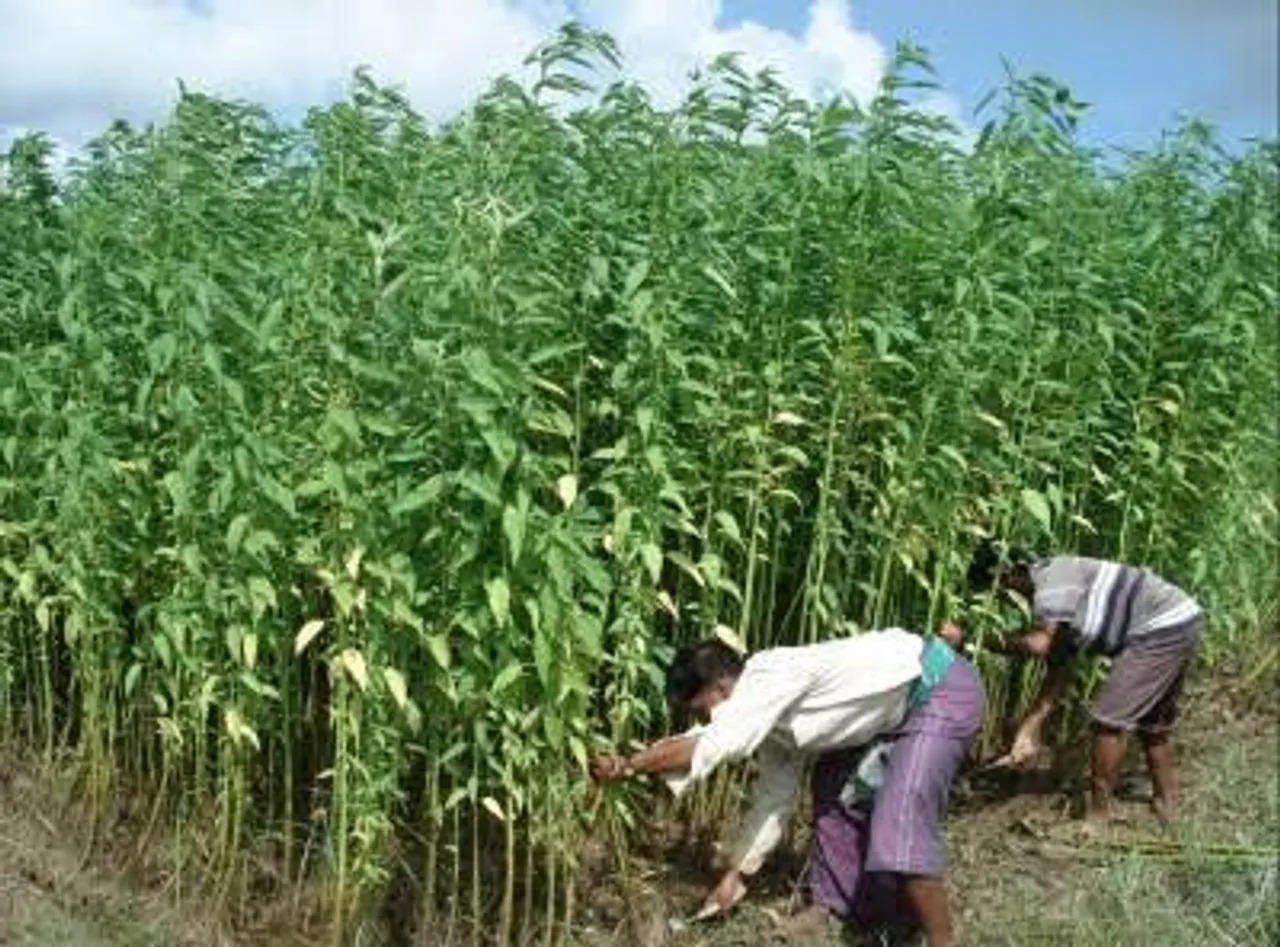 ভারী বৃষ্টিতে খুশি পাট চাষীরা