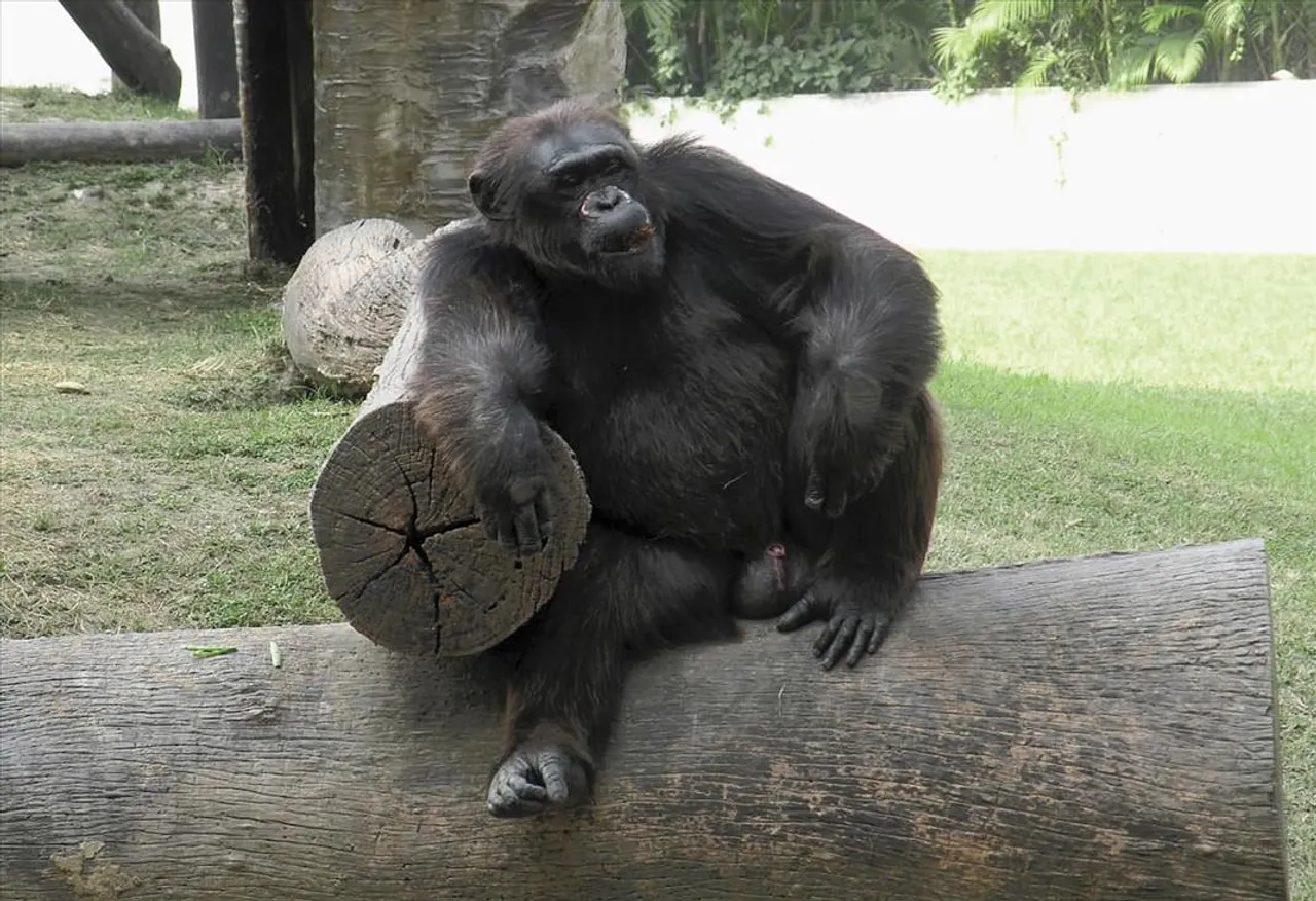 চিড়িয়াখানায় হুলুস্থুলু