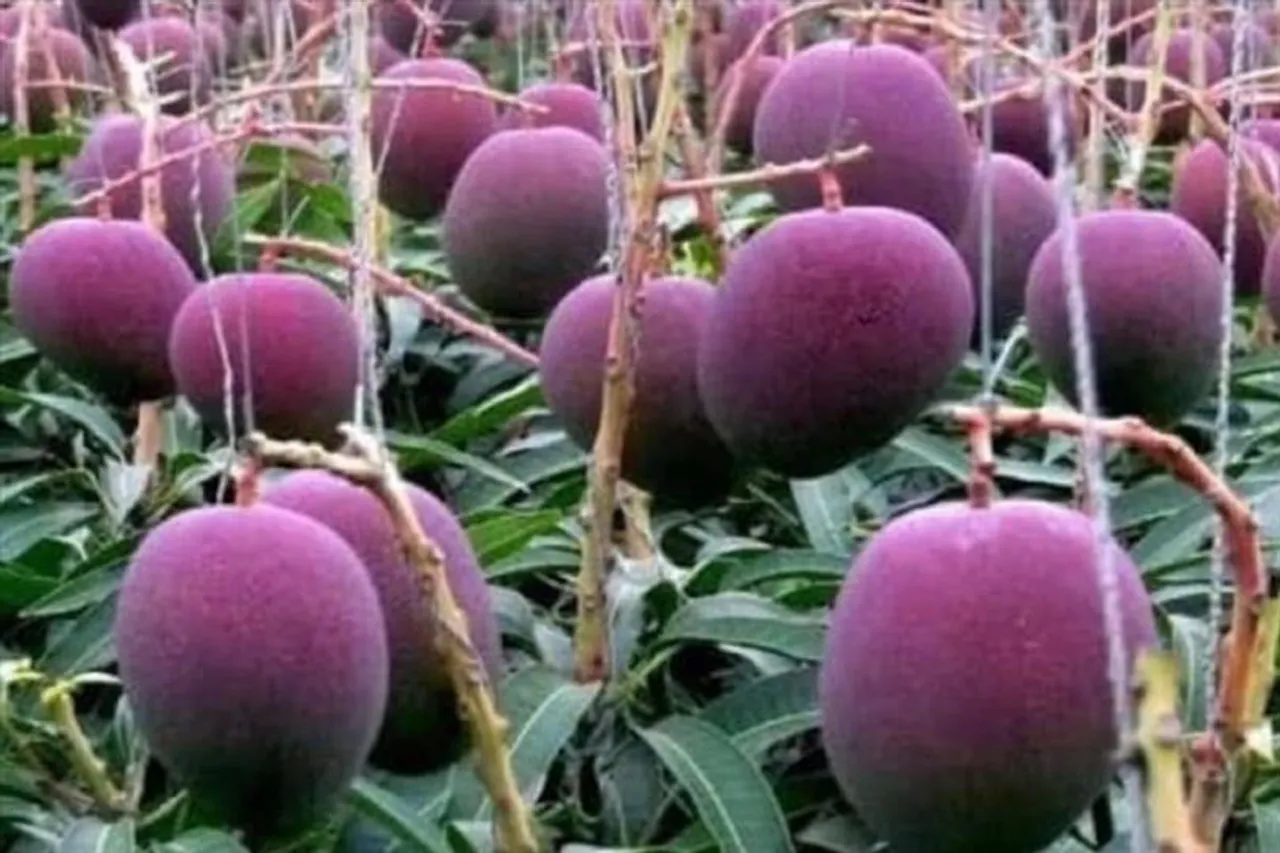 বিশ্বের সবচেয়ে মহার্ঘ আম, দাম লক্ষাধিক
