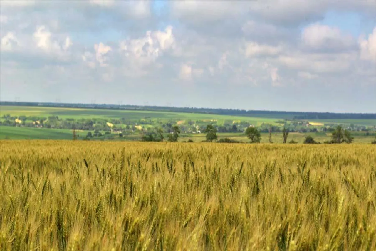 যুদ্ধের ফলে কৃষি নিয়ে চিন্তায় ইউক্রেন