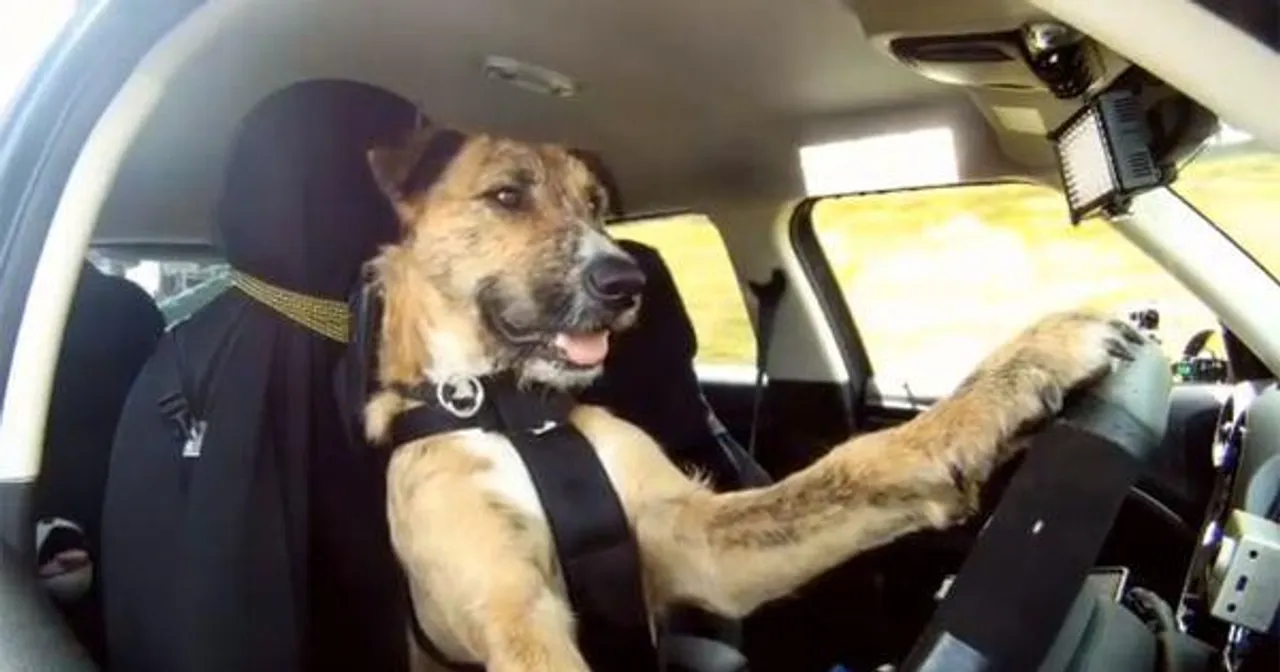 আরেহ! আরেহ! কাণ্ড দেখেছেন আজকাল কুকুর ও গাড়ি চালাচ্ছে?