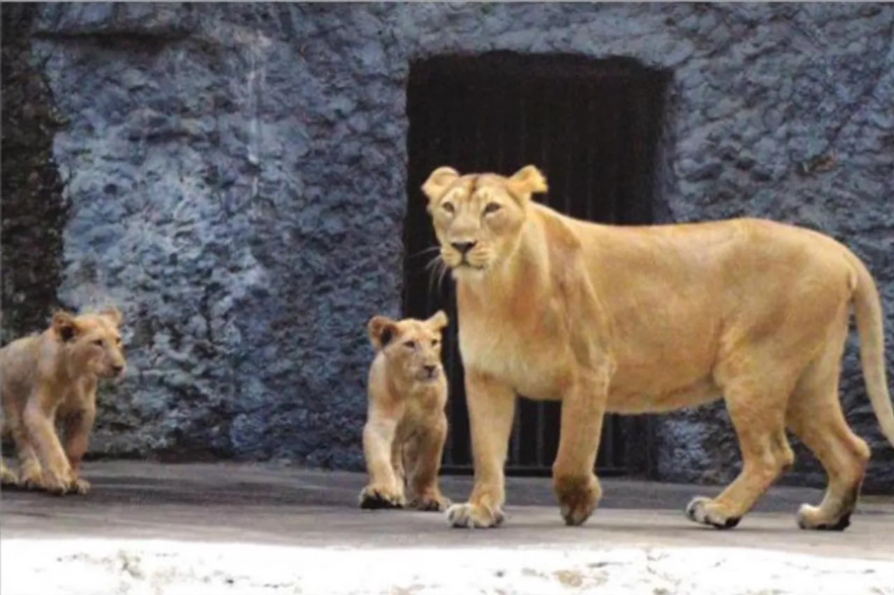 প্রায় ৬ মাস পর খুলল আলিপুর চিড়িয়াখানা