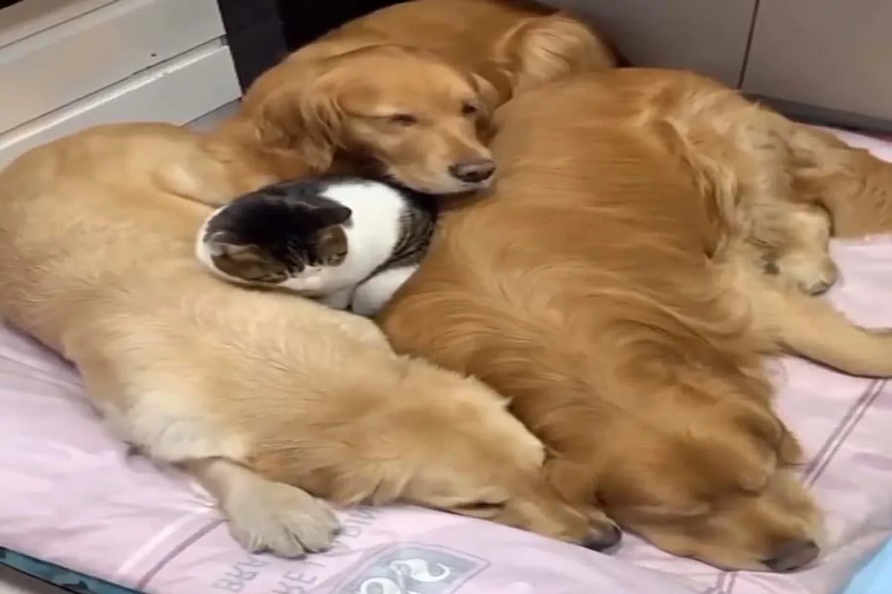 কুকুর ও বিড়ালের এমন দৃশ্য ভাবাবে আপনাকেও