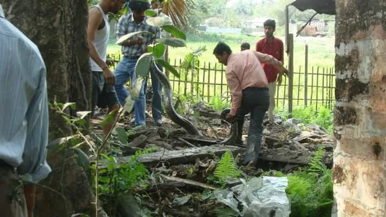 বেসরকারি রিসর্ট থেকে উদ্ধার  অজগর