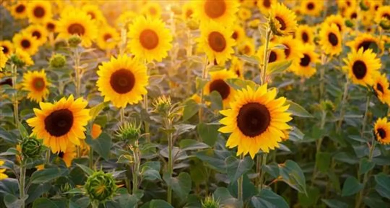 জেনে নিন সূর্যমুখী ফুল  চাষ পদ্ধতি