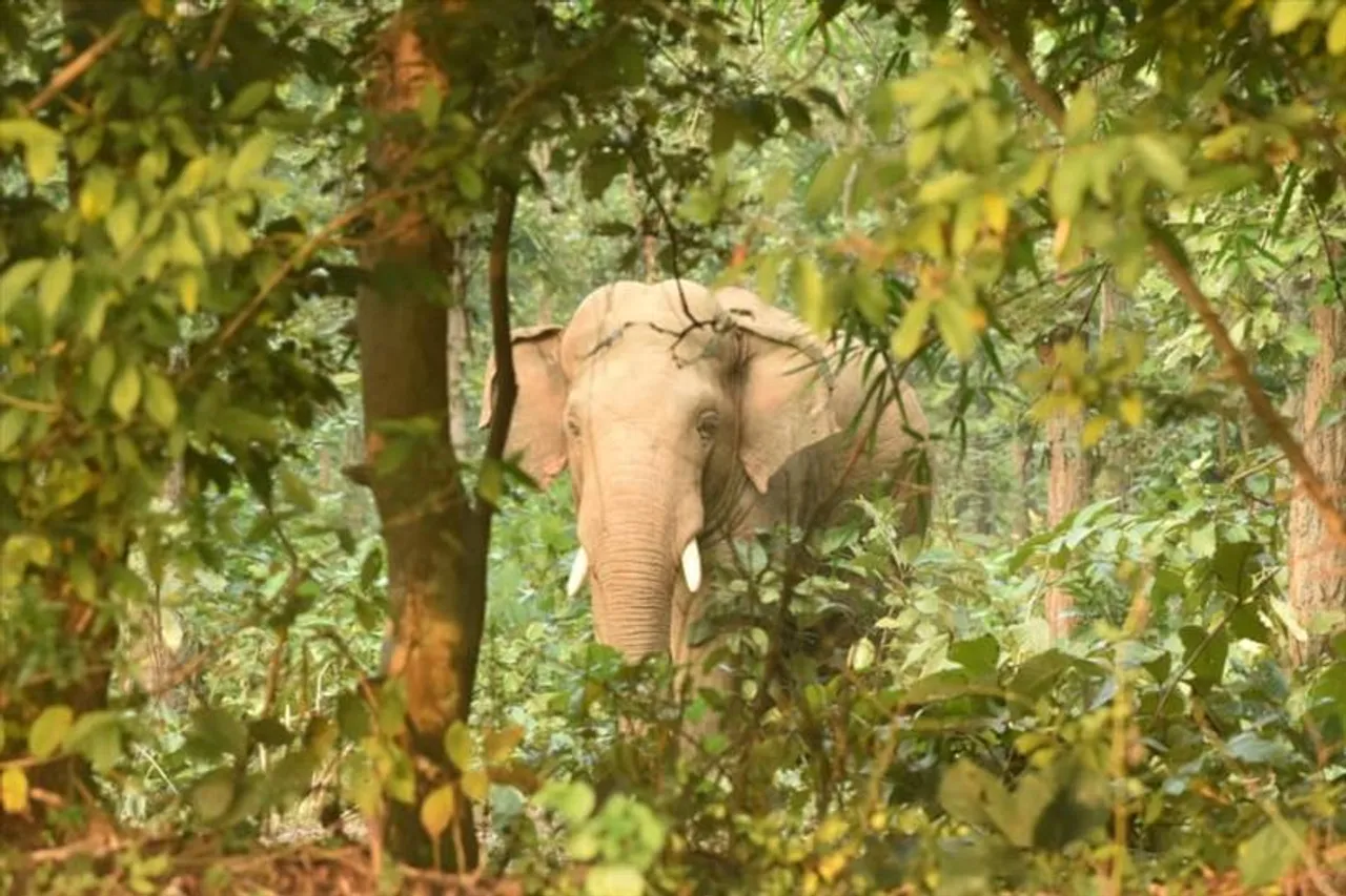 ফের হাতির হানায় মৃত্যু