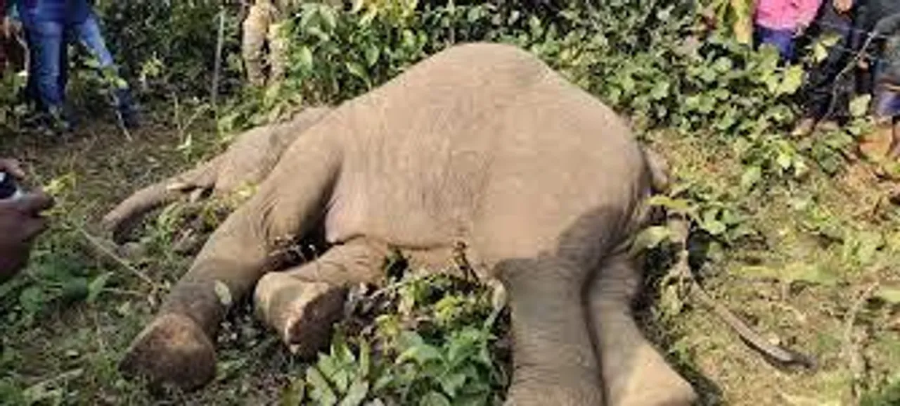 চাষের জমি থেকে উদ্ধার হাতির মৃতদেহ