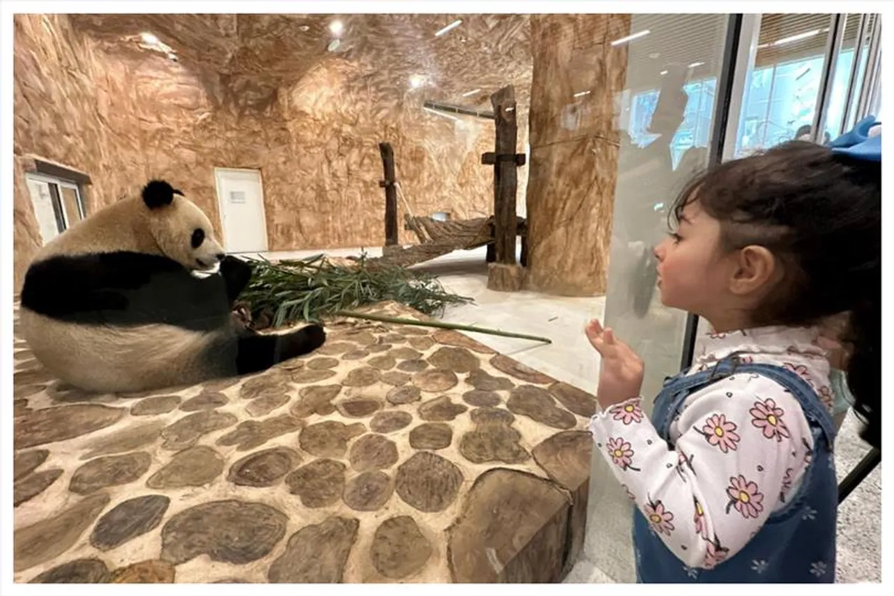 বিশ্বকাপের আগে কাতারে পৌঁছল চিনের পাঠানো পান্ডা