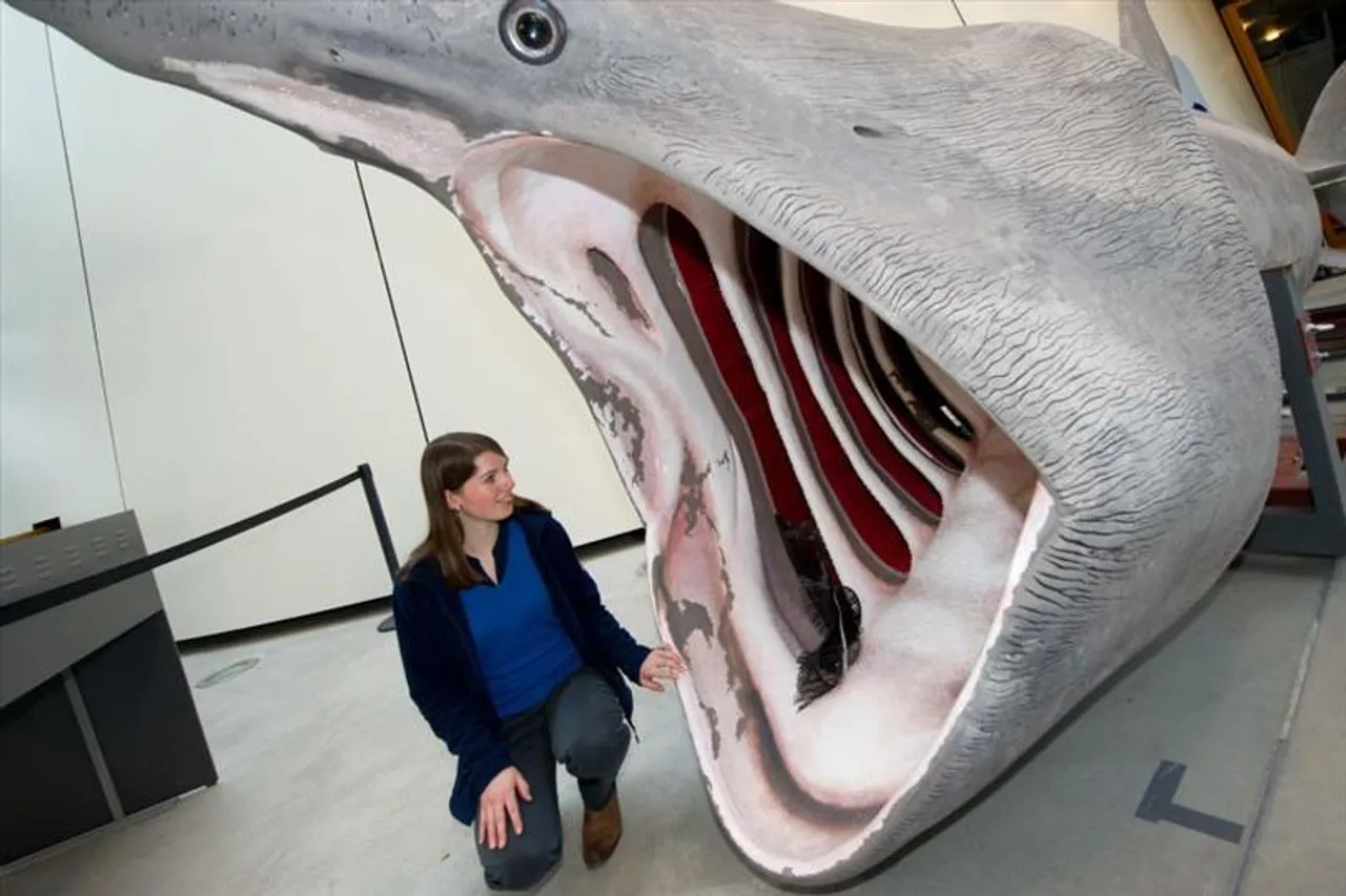 কী খায় বিশালাকার এই হাঙ্গর?