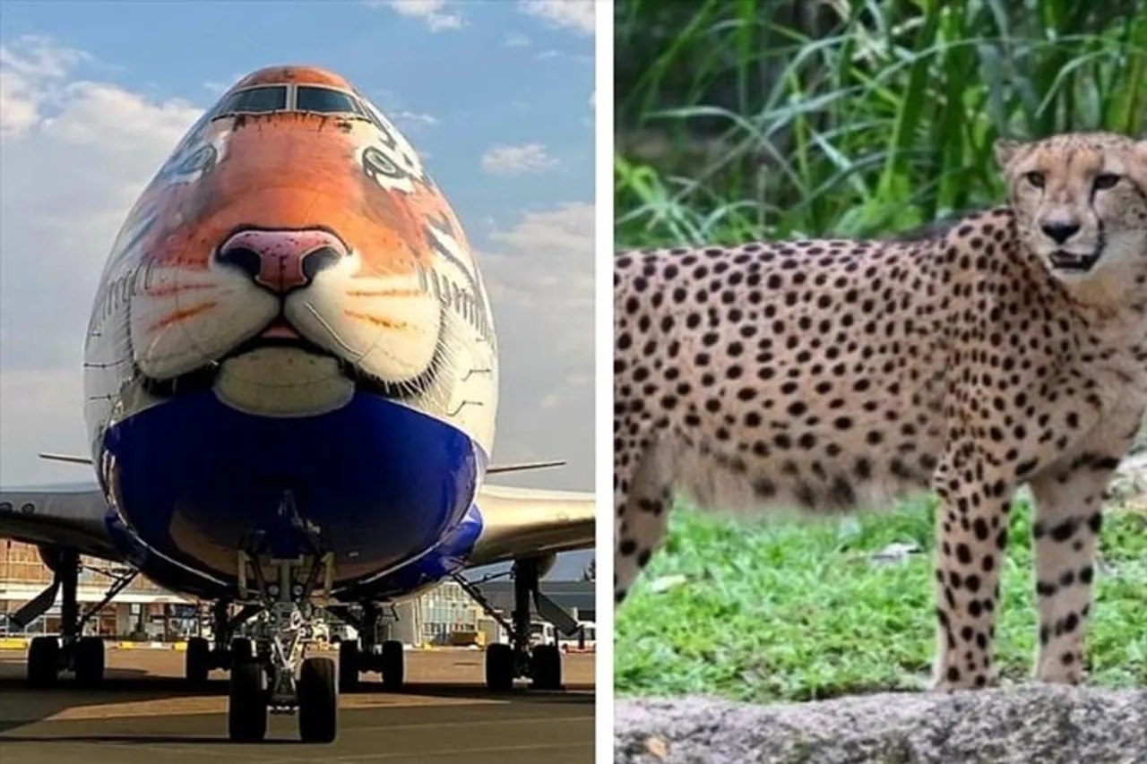 নামিবিয়া থেকে আসা চিতারা লাম্পি ভাইরাসের জন্য দায়ী, দাবি কংগ্রেসের