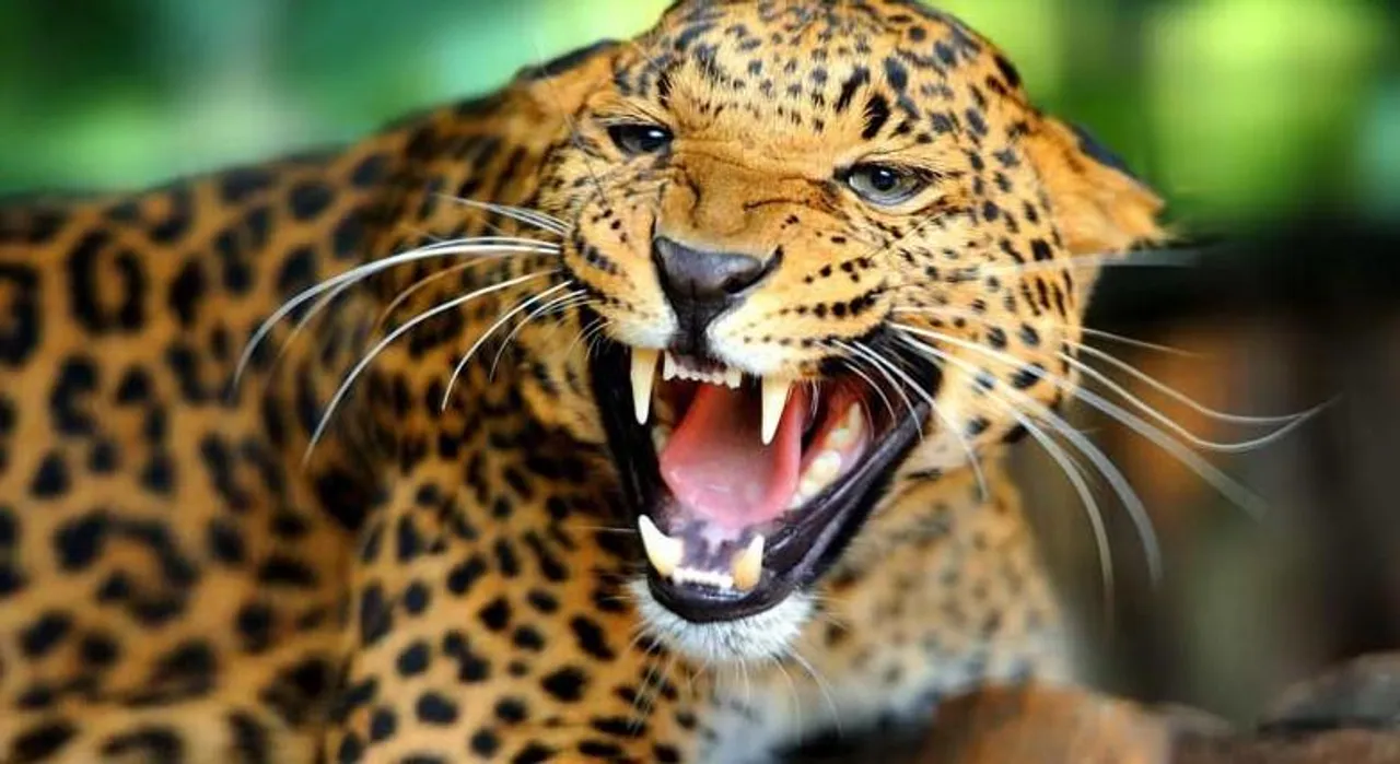 বাগডোগরায় জলে ডুবে মৃত্যু হল চিতাবাঘের