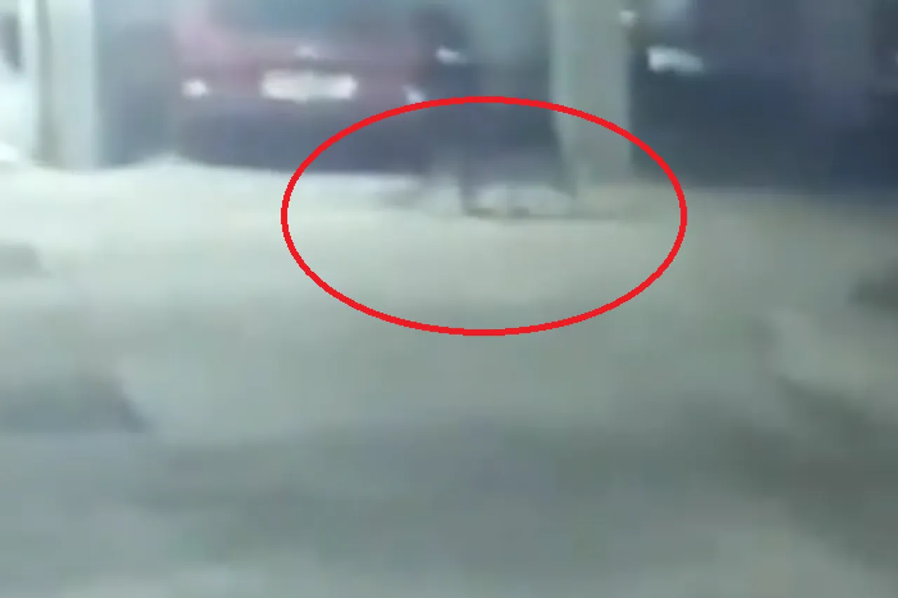 প্রকাশ্যে ঘুরে বেড়াচ্ছে চিতা, দেখুন রুদ্ধশ্বাস ভিডিও