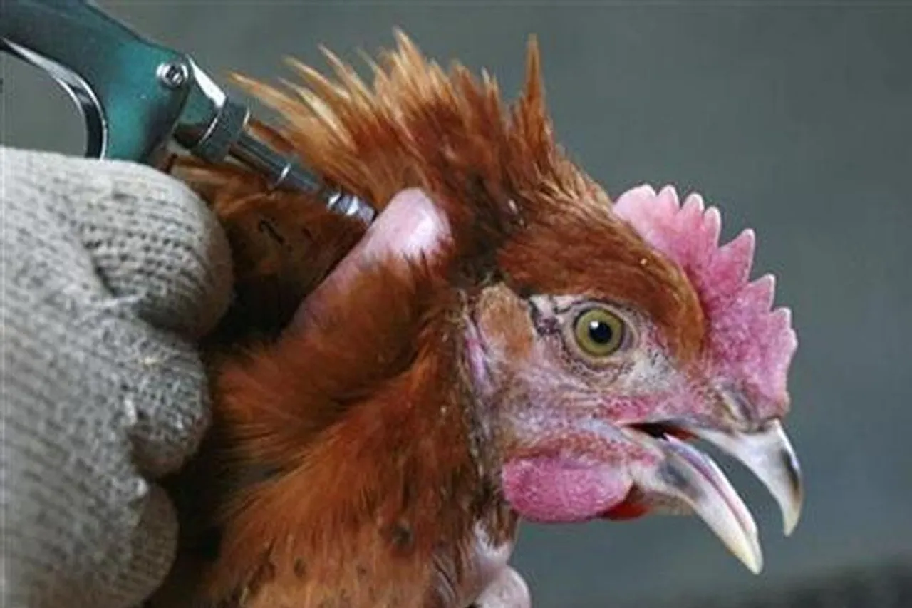 এবার মিলবে দেশীয় প্রযুক্তিতে তৈরি বার্ড ফ্লু-র টিকা