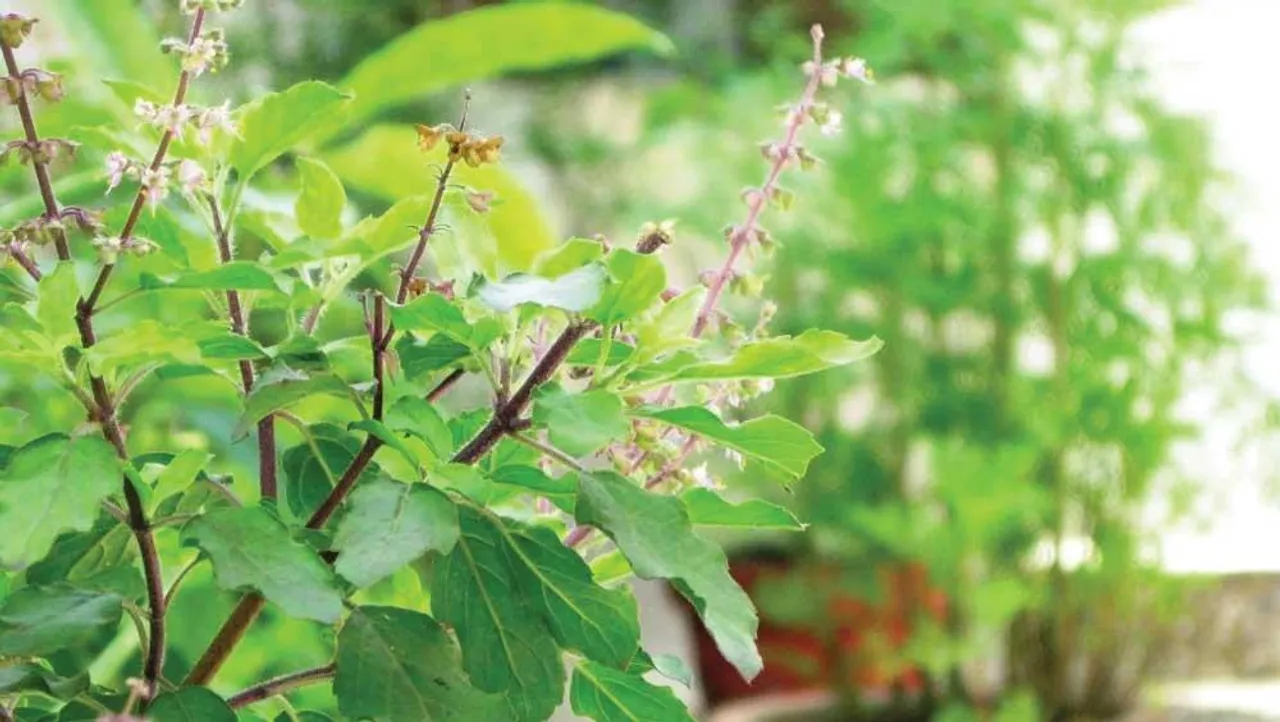 জানেন কোন দেবতার চরণে তুলসী অর্পণ করতে হয়, কোন দেবতার হয় না?