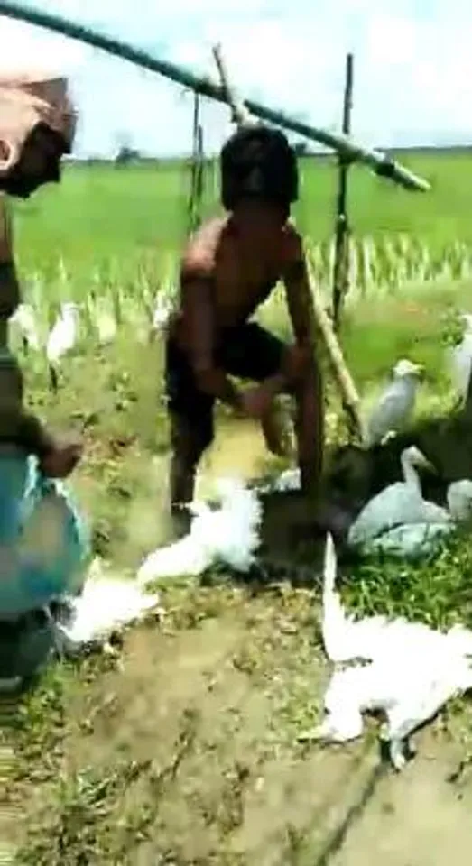 নির্বিচারে গো-বক হত্যা কেশপুরে, গ্রেফতার এক