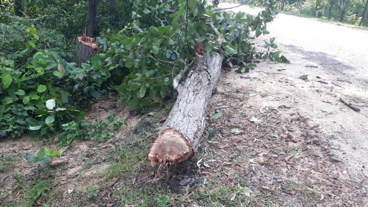 রাতের অন্ধকারে গুড়গুড়িপালের রাস্তায় কেটে ফেলল গাছ, ছিনতাইয়ের চেষ্টা নাকি অন্য কারণ, তদন্তে পুলিশ
