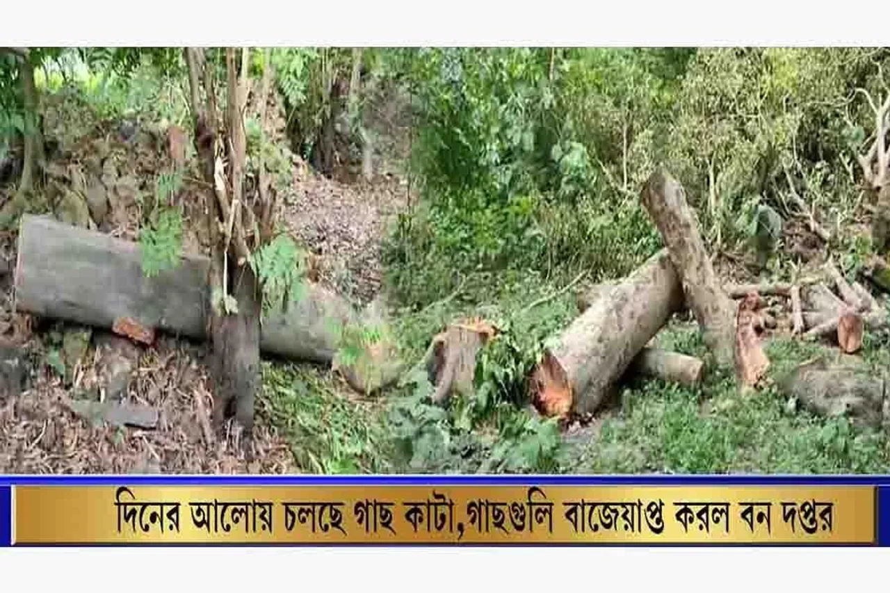 দিনের আলোয় চলছে গাছ কাটা,  গাছগুলি বাজেয়াপ্ত করলো বন দপ্তর