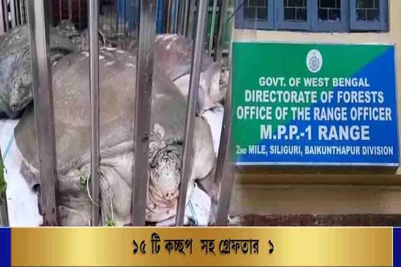 ১৫ টি কচ্ছপ সহ গ্রেফতার ১