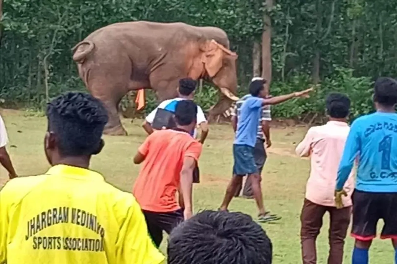 খেলা চলাকালীন 'গোল' দিতে ফুটবল মাঠে নেমে পড়ল হাতি!