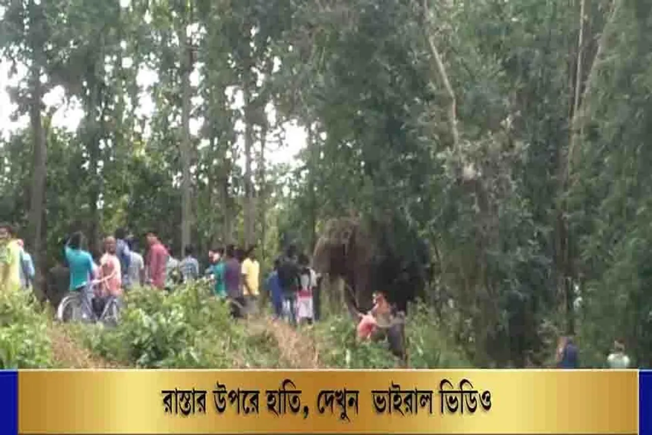 রাস্তার উপরে হাতি!  দেখুন ভাইরাল ভিডিও