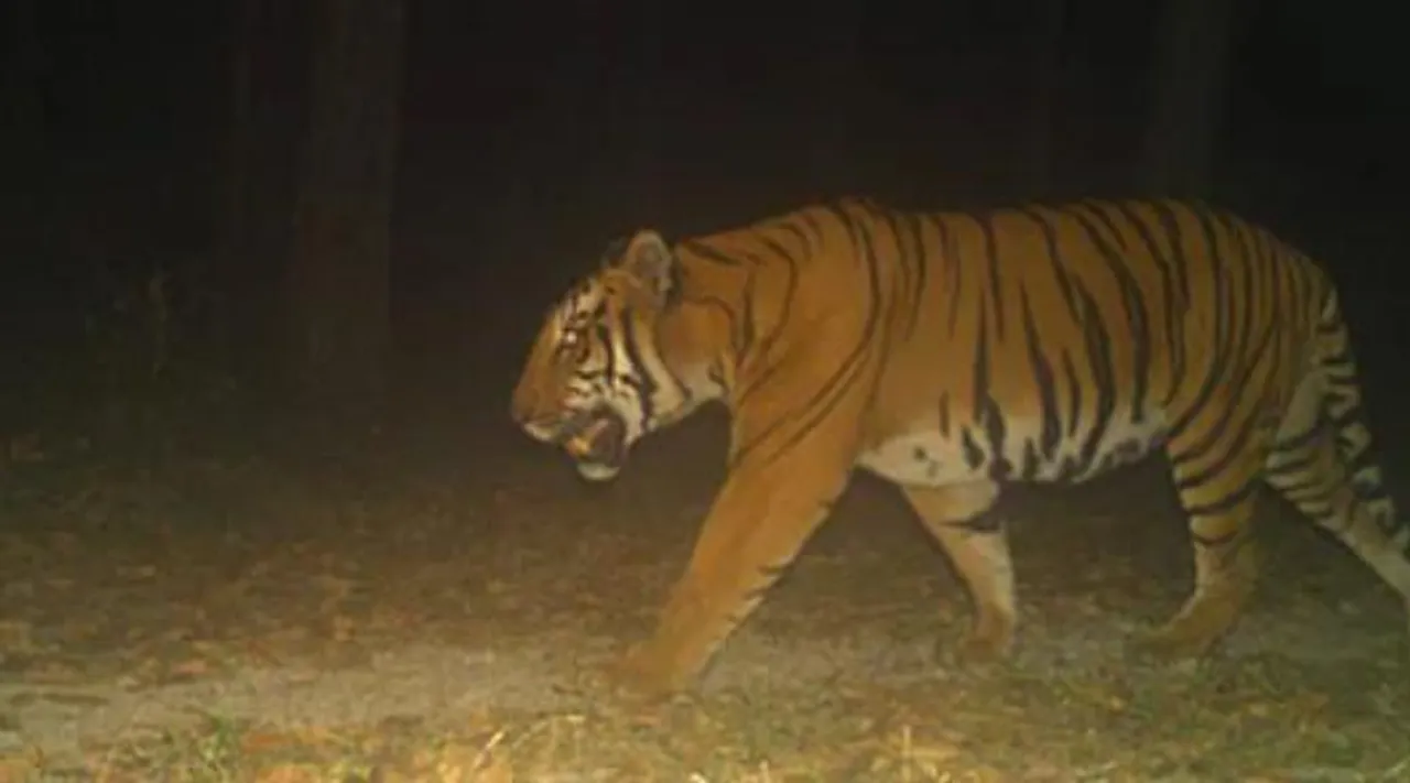 বক্সায় ১১টি রয়্যাল বেঙ্গলের অস্তিত্ব রয়েছেঃ বনমন্ত্রী