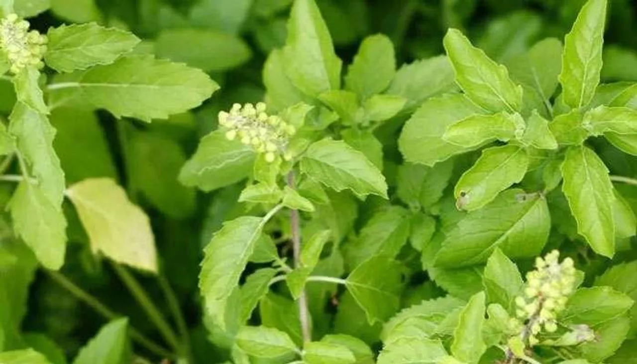 এবারে ওজন কমান তুলসি পাতা খেয়ে!