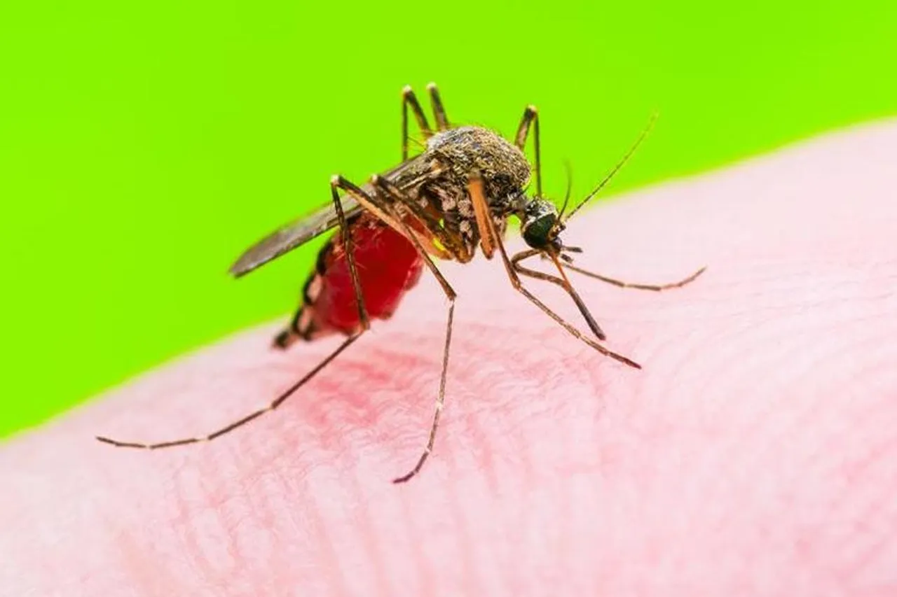 ডেঙ্গু প্রতিরোধের উপায় জানেন কি?