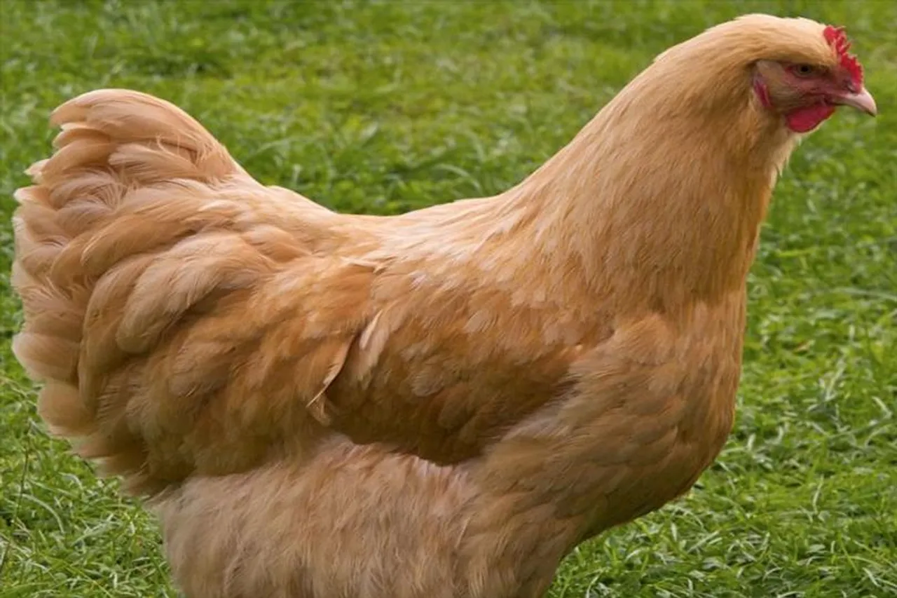 জানুন মুরগীর ডিমের বিস্তারিত পরিমাণ