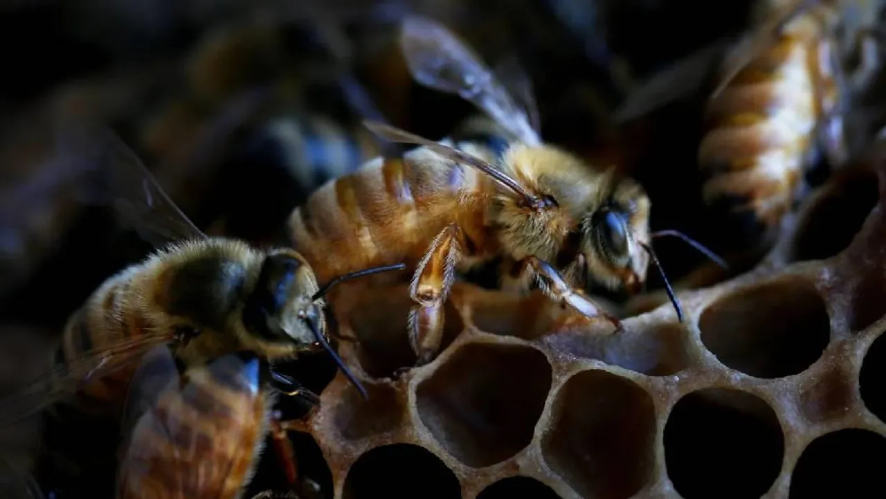 চলছে মৌমাছিদের লকডাউন