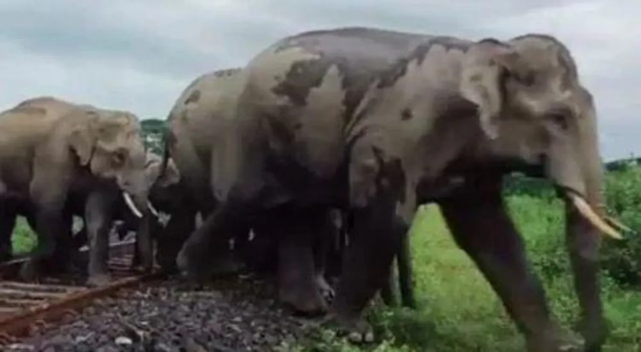 ট্রেনের ধাক্কায় মৃত একাধিক হাতি