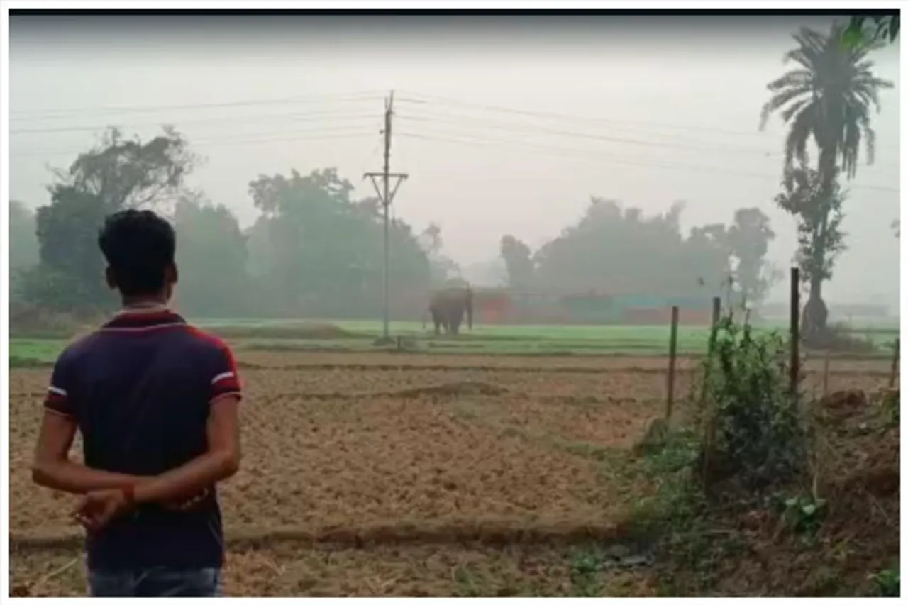 হাতির তাণ্ডবে আতঙ্কিত মোহনপুর