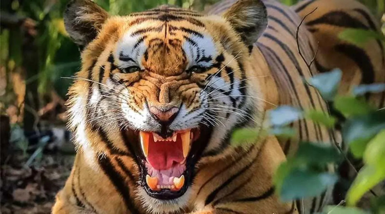 কুলতলিতে বাঘের হামলায় জখম গ্রামবাসী