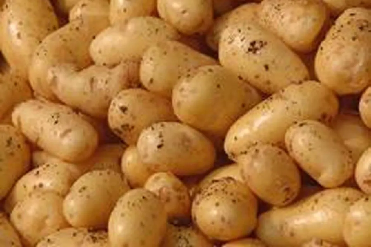 আলুর 'মড়ক' রোগ এবং তার প্রতিকার