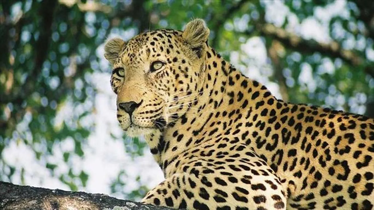 ডুয়ার্সের চা বাগানে উদ্ধার মৃত চিতাবাঘের দেহ