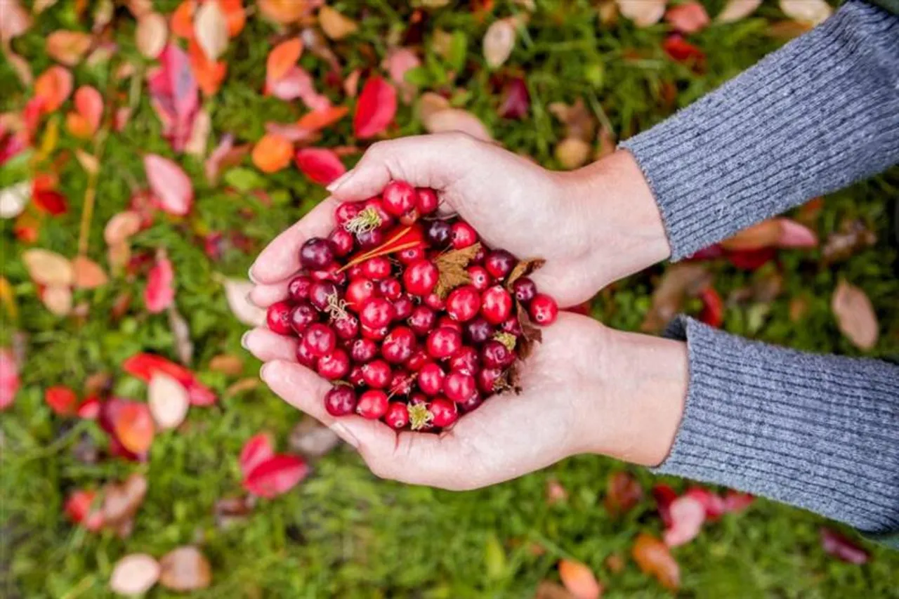 স্মৃতিশক্তি বাড়াতে চান? তাহলে ক্র্যানবেরি খান