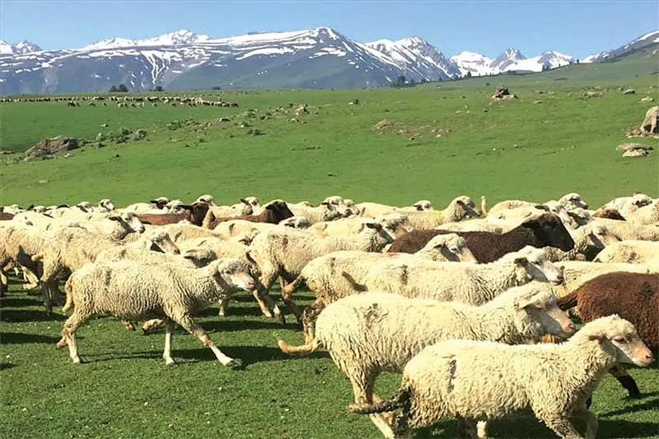 পশুপালন ব্যবসাকে উৎসাহিত করতে নতুন প্রকল্প