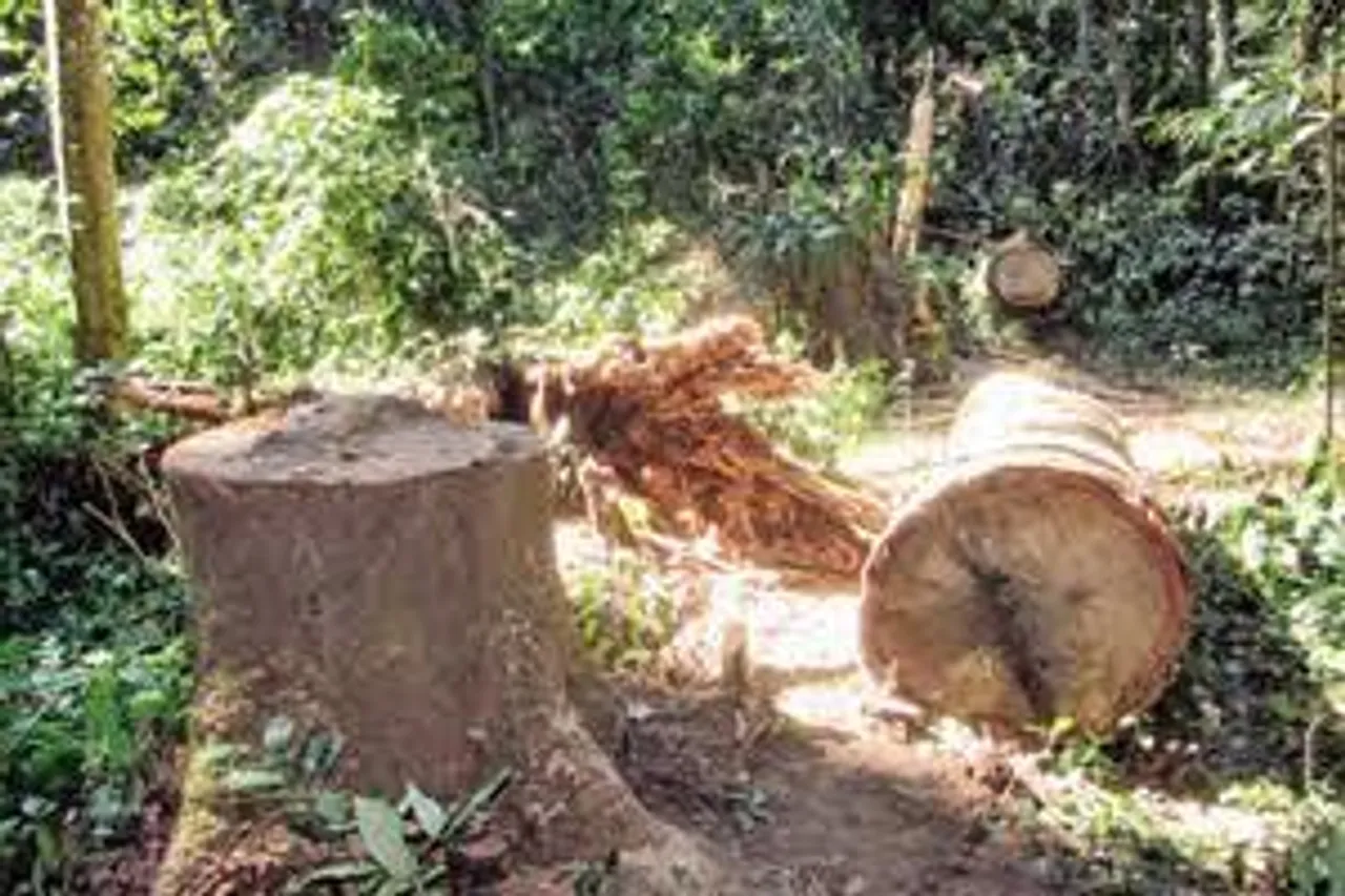 তারঘেরা জঙ্গলে ঢুকে সেগুন গাছ কাটার অভিযোগে গ্রেপ্তার ১