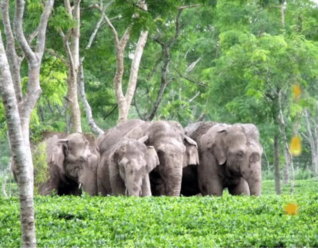 জলপাইগুড়িতে বুনো হাতির হানা