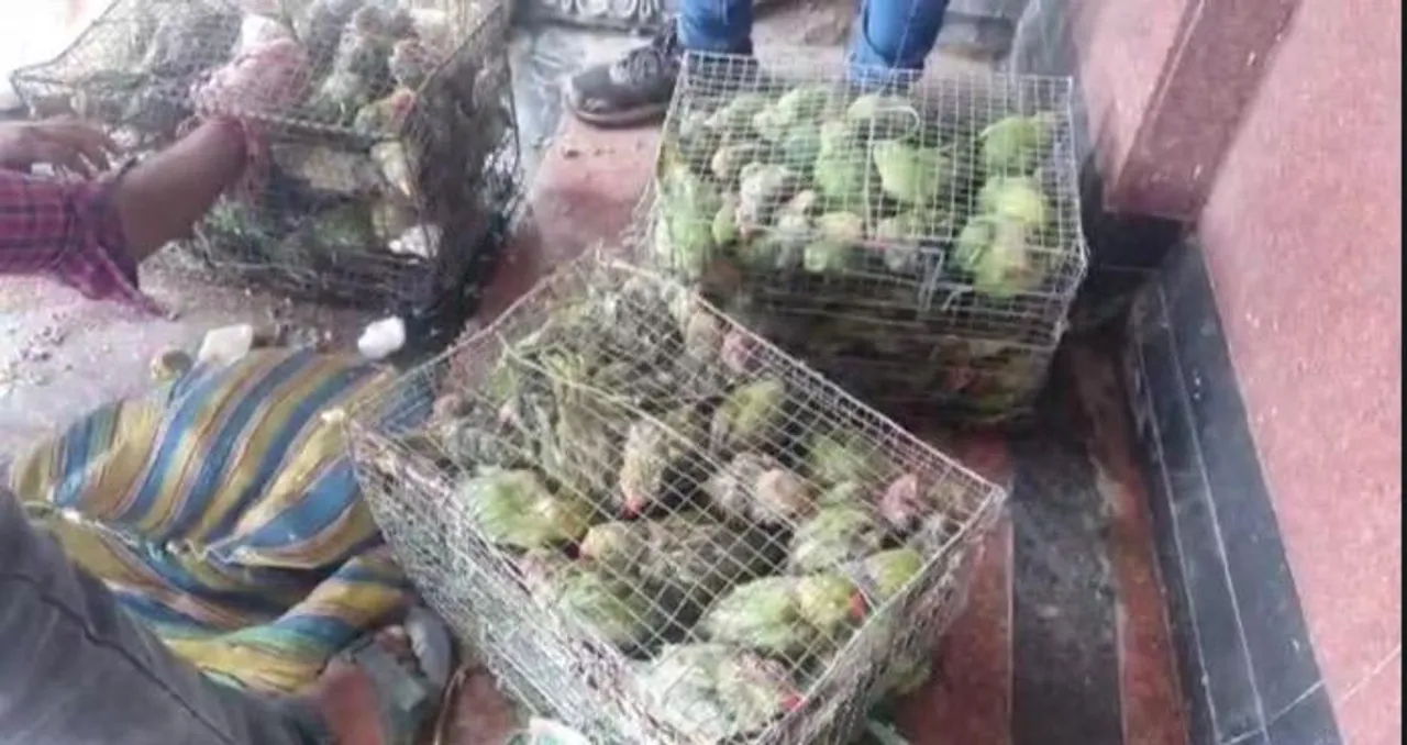 ট্রেন থেকে উদ্ধার ২০০ ও বেশি টিয়া সাবক,গ্রেফতার -২