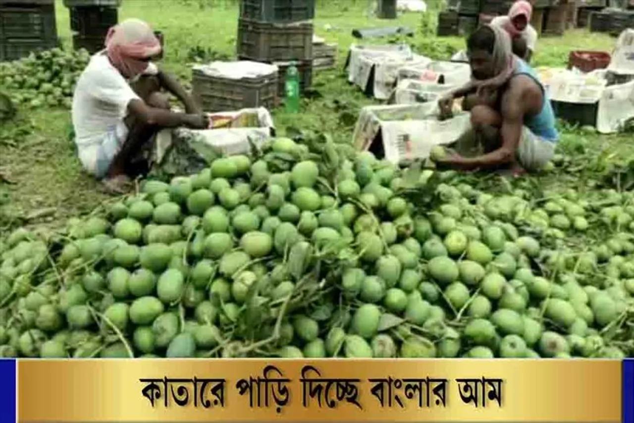 কাতারে পাড়ি দিচ্ছে মালদার আম